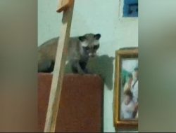 Musang Masuk Kamar Warga Madiun, Petugas Damkar Sampai Digigit