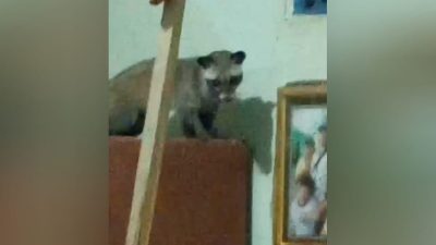 Musang Masuk Kamar Warga Madiun, Petugas Damkar Sampai Digigit